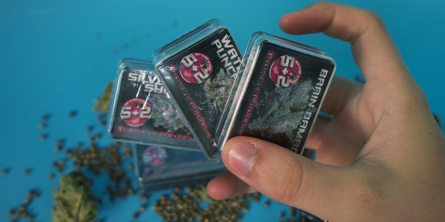 Growers Choice: Torne Estas Sementes a Sua Escolha