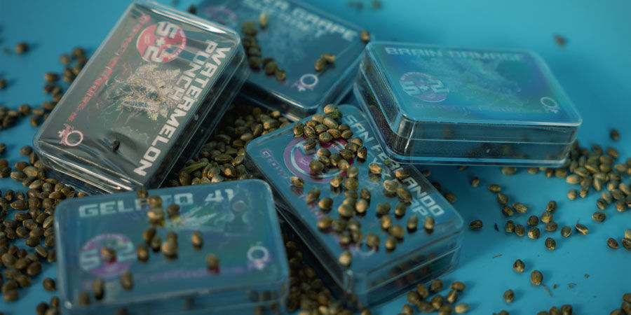 Comprar sementes de cannabis Growers Choice