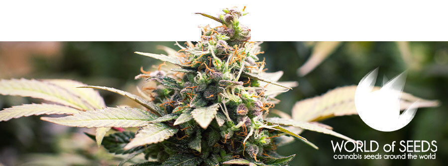 Informação sobre a World Of Seeds