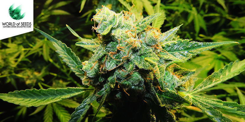 Northern Light x Big Bud Ryder