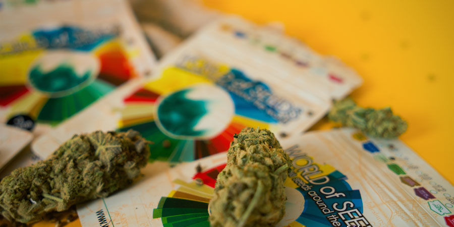 Quais são as melhores variedades de canábis da World of Seeds?