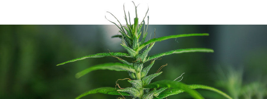 Variedades Clássicas de Cannabis