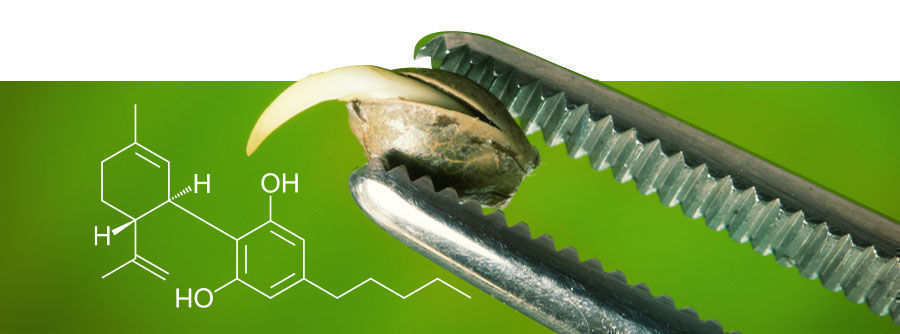 Sobre sementes de CBD
