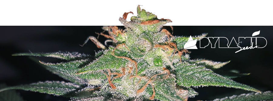 Informação sobre a Pyramid Seeds