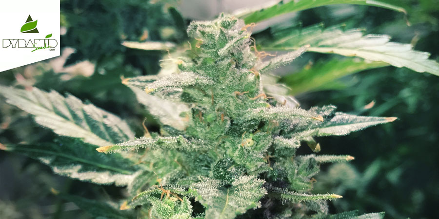 Auto Anesthesia (Pyramid Seeds) Feminized