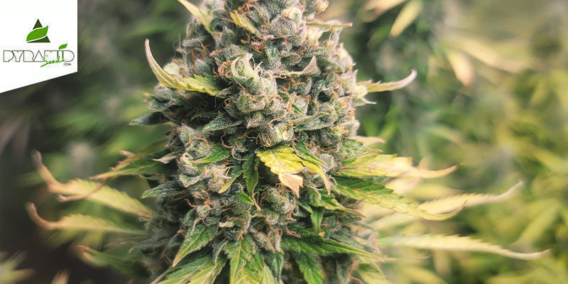 Auto Tutankhamon (Pyramid Seeds) Feminized