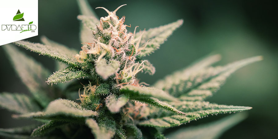 Super Hash (Pyramid Seeds) Feminized