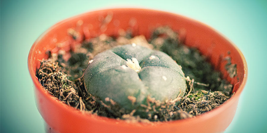 COMO COMPRAR CACTOS COM MESCALINA