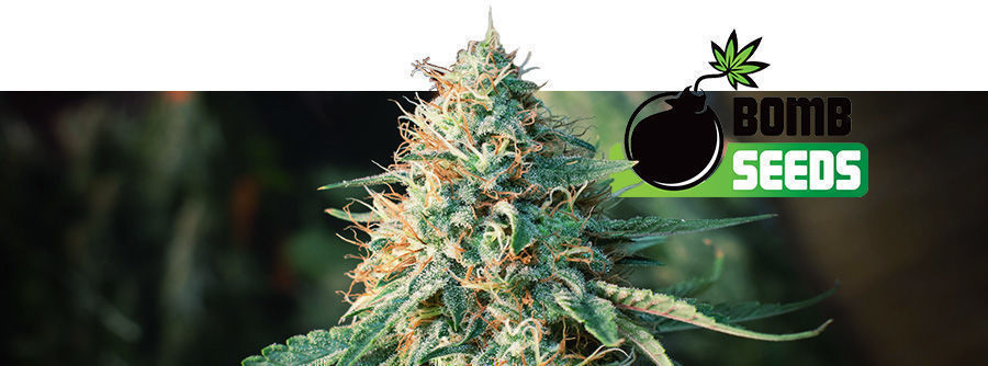 Informação sobre Bomb Seeds