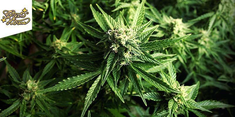 Arjan’s Ultra Haze #1  (Greenhouse Seeds)