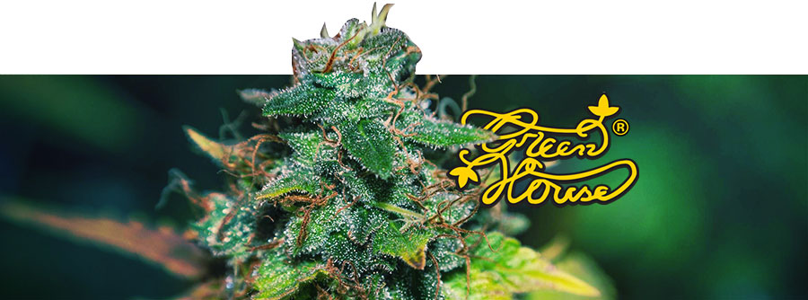 Informação Greenhouse Seeds