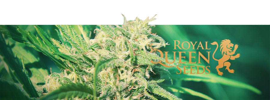 Royal Queen Seeds