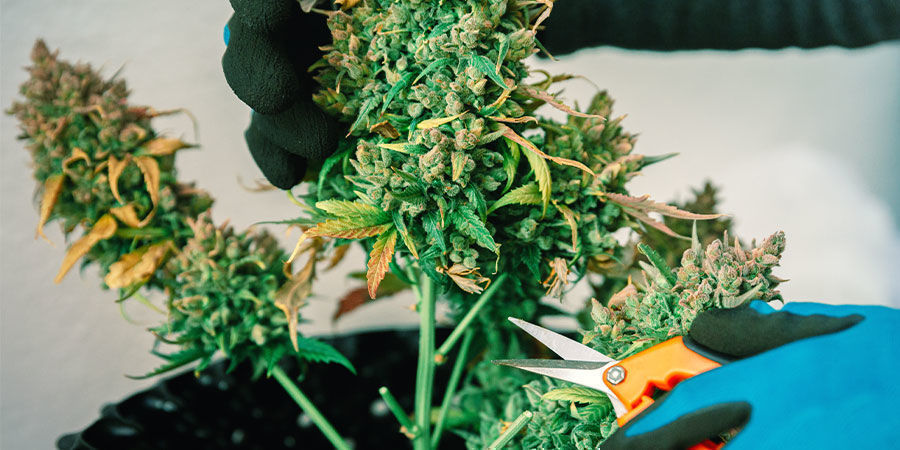 Estirpes com alto teor de CBD vs alto teor de THC