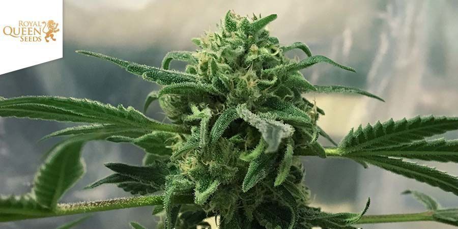 Royal Highness da Royal Queen Seeds