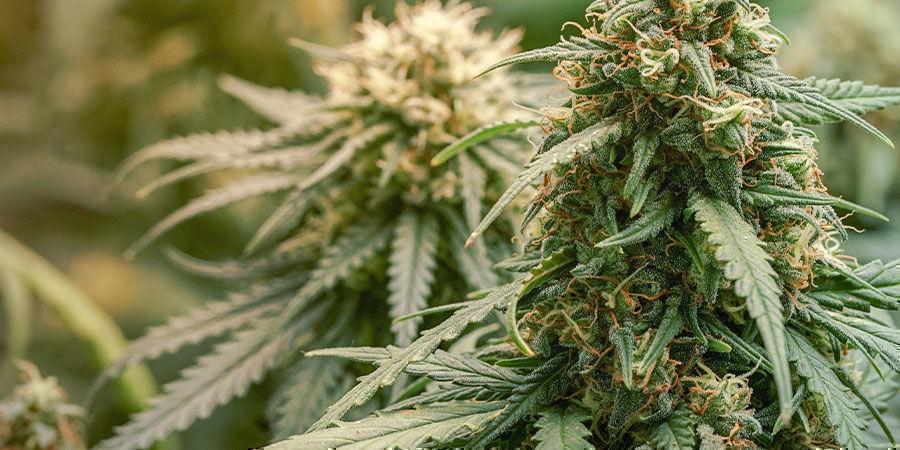 O que é considerado uma variedade com alto teor de CBD?