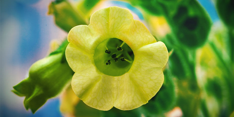 Tabaco Asteca (Mapacho)