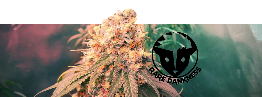 Informação sobre Rare Dankness