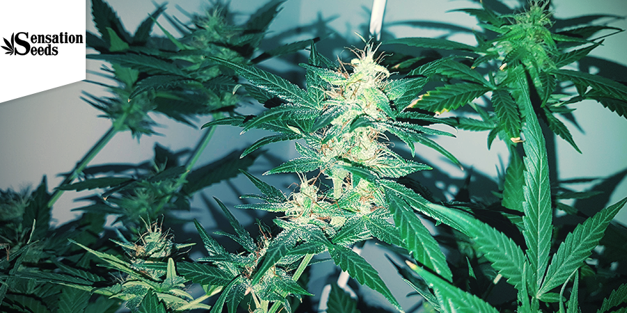 AK 47 (Sensation Seeds)