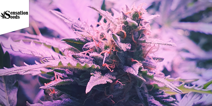 OG Kush (Sensation Seeds)