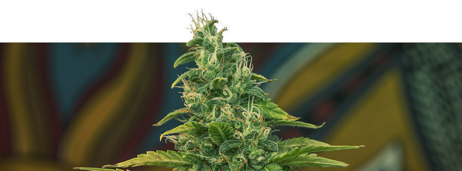 Informação sobre Kalashnikov Seeds