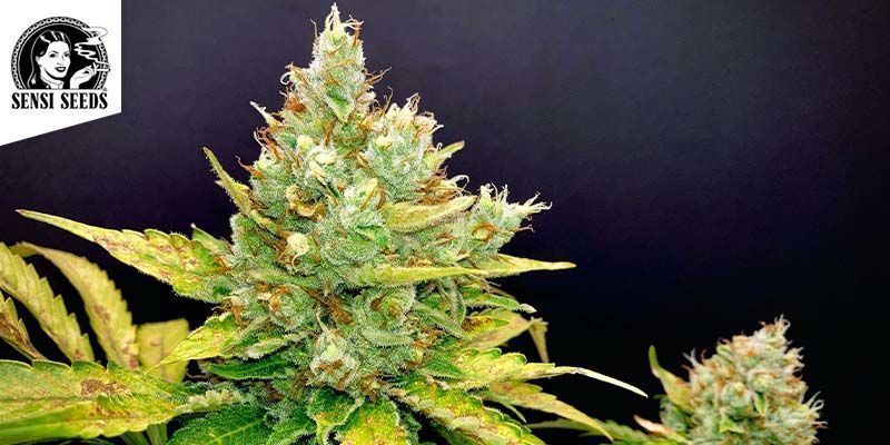 Shiva Skunk (Sensi Seeds)