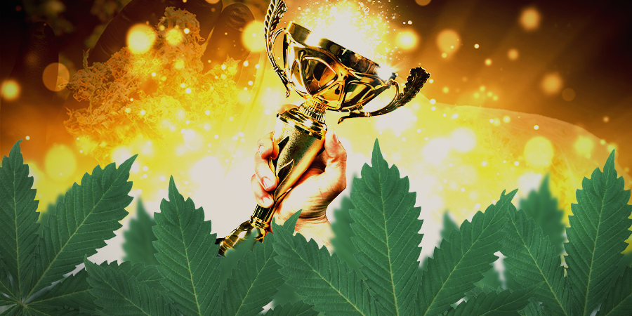 Are Sensi Seeds Any Good? Are Sensi Seeds Any Good?