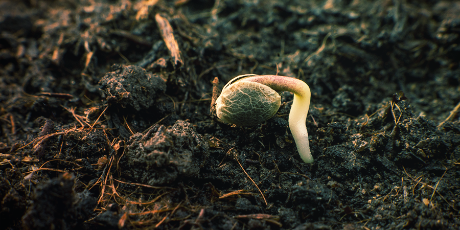 Como germinar sementes Sensi? Como germinar sementes Sensi?