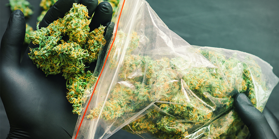 Quais são as variedades de canábis Sensi Seeds com maior produção? Quais são as variedades de canábis Sensi Seeds com maior produção?