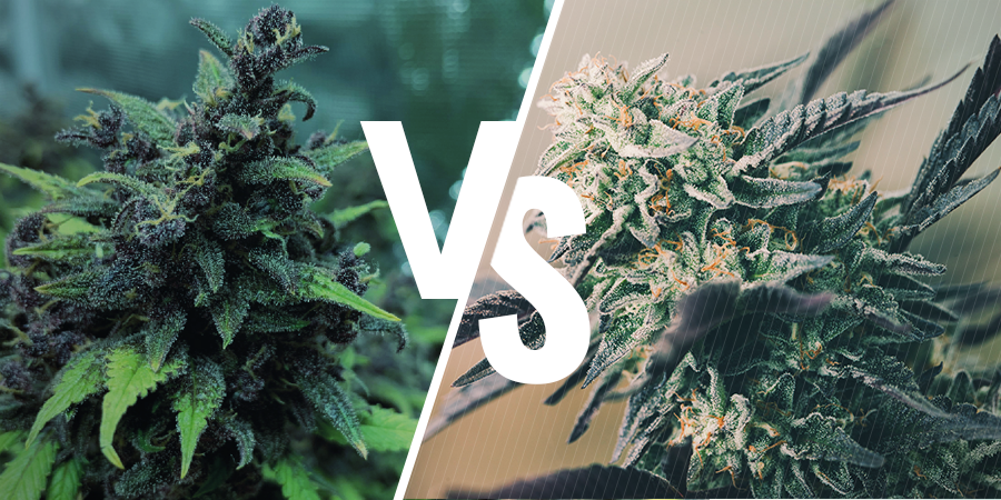 The Difference Between Feminized, Autoflowering, And Regular Seeds? the Difference Between Feminized, Autoflowering, and Regular Seeds