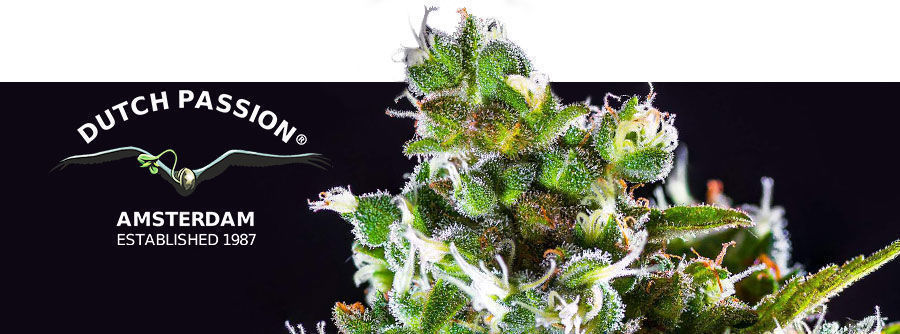 Informação sobre a Dutch Passion Informação sobre a Dutch Passion