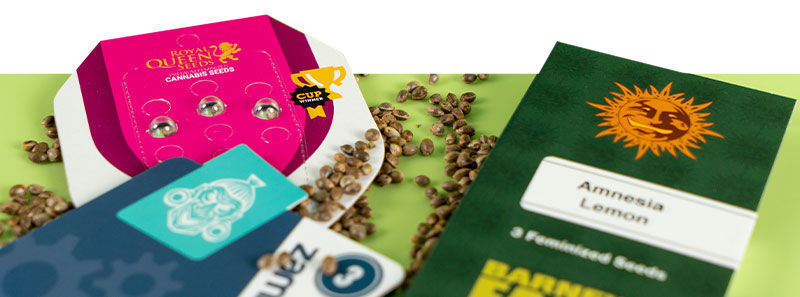 Sobre as variedades Amnesia