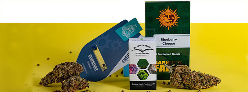 Sobre as variedades Blueberry Sobre as variedades Blueberry