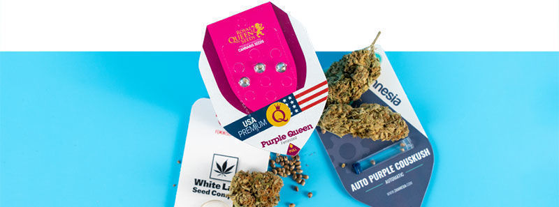 Sobre as variedades roxas Sobre as variedades roxas