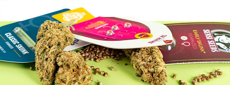 Sobre as variedades Skunk Sobre as variedades Skunk