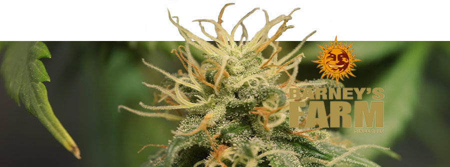 Informação Barney's Farm