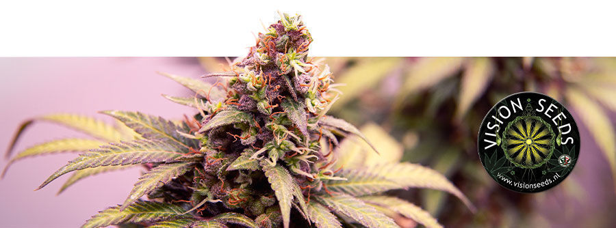 Informação sobre a Vision Seeds