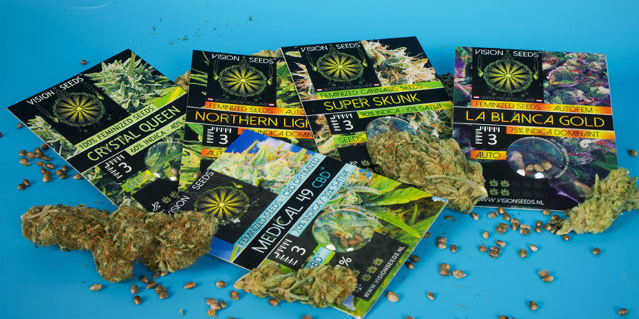 A história da Vision Seeds