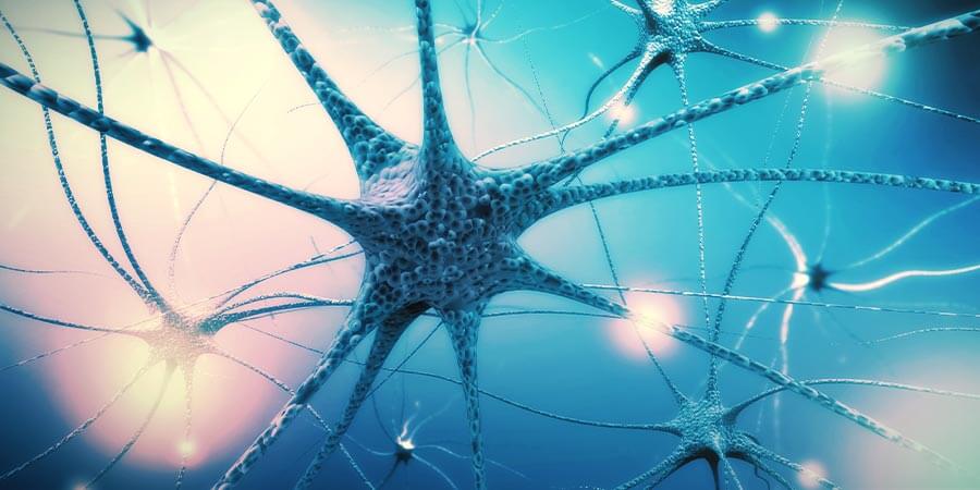 Passo 4: Nutrir o Sistema Nervoso Passo 4: Nutrir o Sistema Nervoso