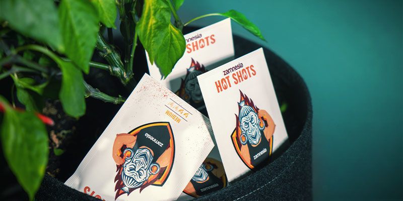 Como escolher as melhores sementes de malagueta