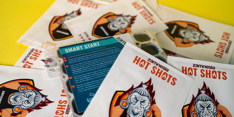 Cultivar malaguetas - Como germinar sementes de piri-piri