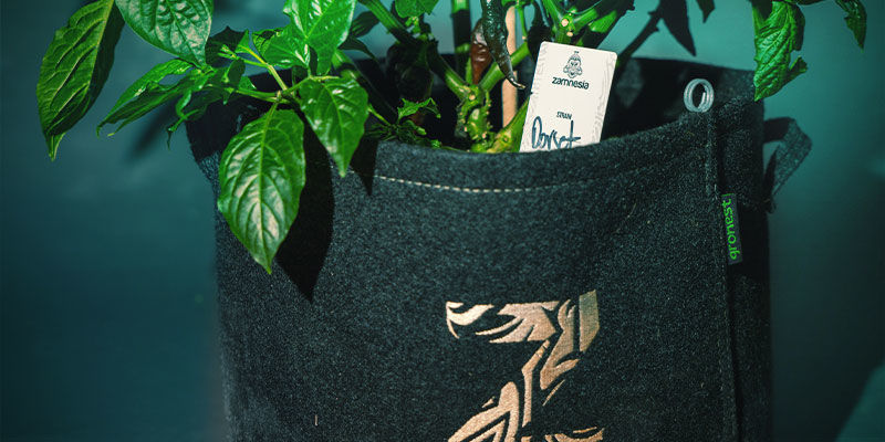 Cultivar pimentos - planeamento da sementeira