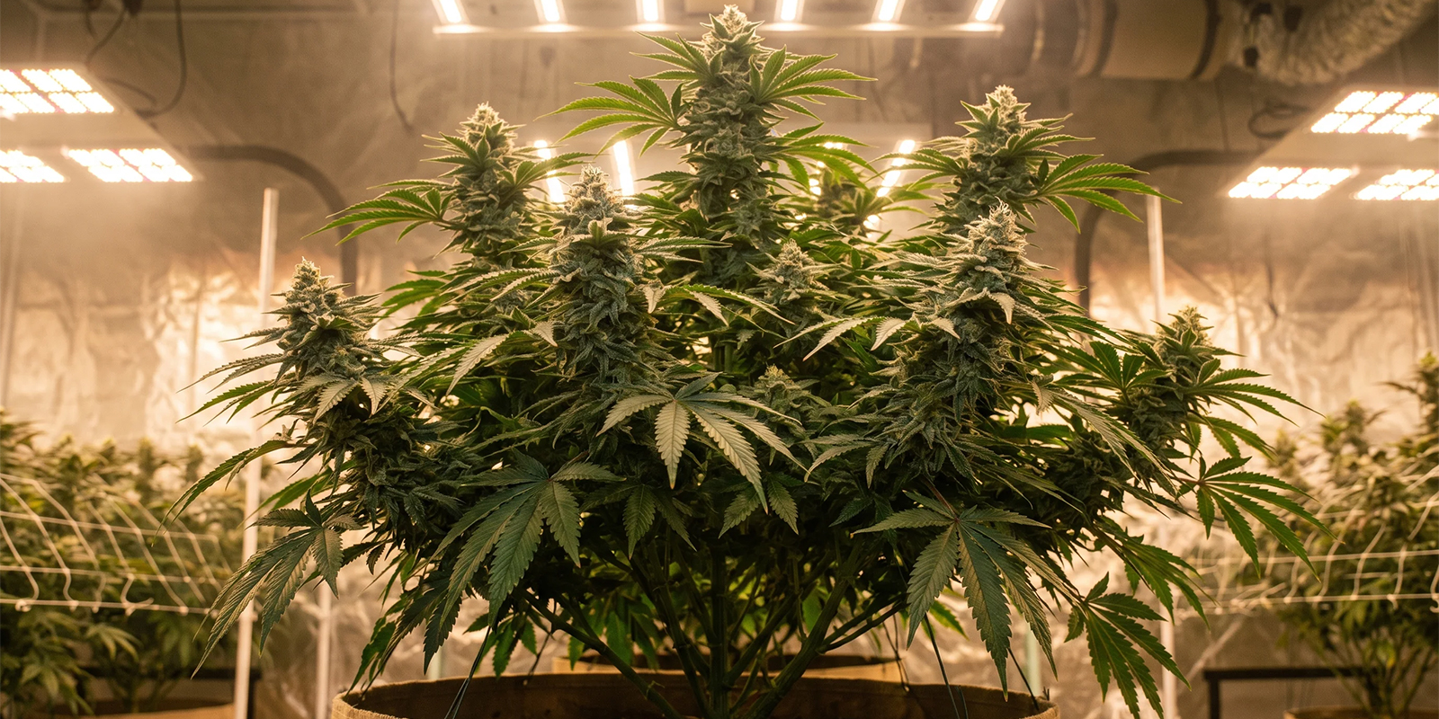 Colheitas maiores começam com um transplante limpo Colheitas maiores começam com um transplante limpo