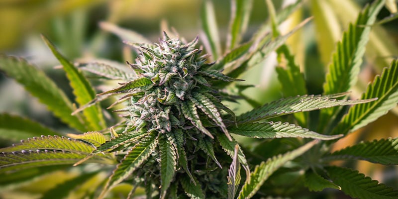 Garanta um crescimento rápido das suas plantas de canábis