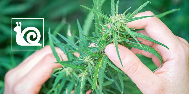 Crescimento lento da canábis: causas e soluções
