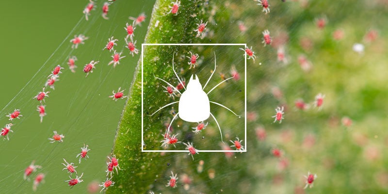 Como eliminar aranhiços das plantas de canábis