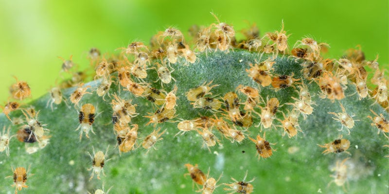 Como são os ácaros-aranha?