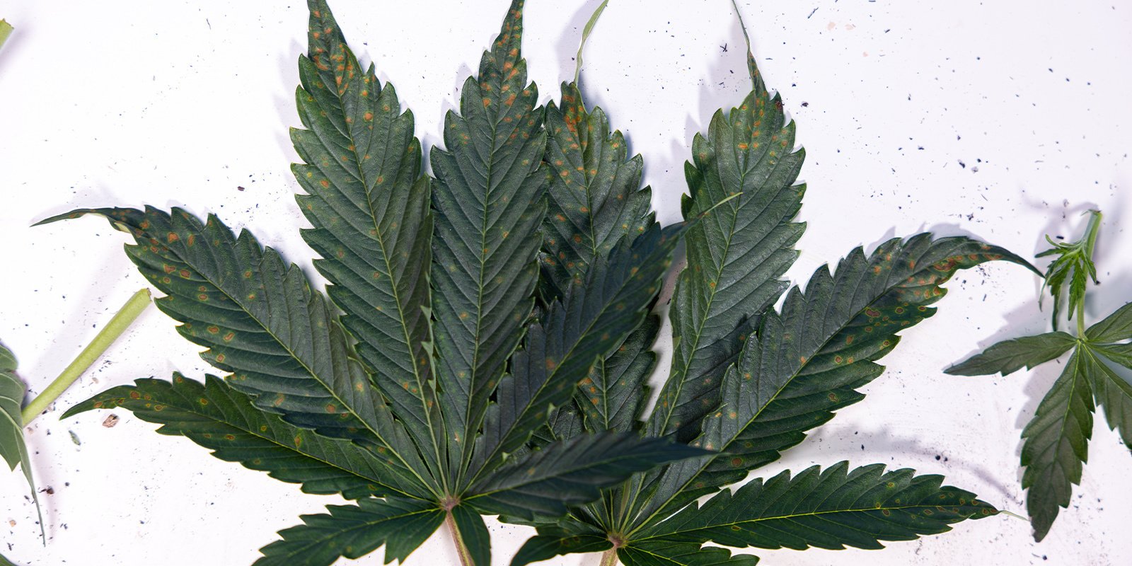 Causas de manchas castanhas nas folhas de cannabis