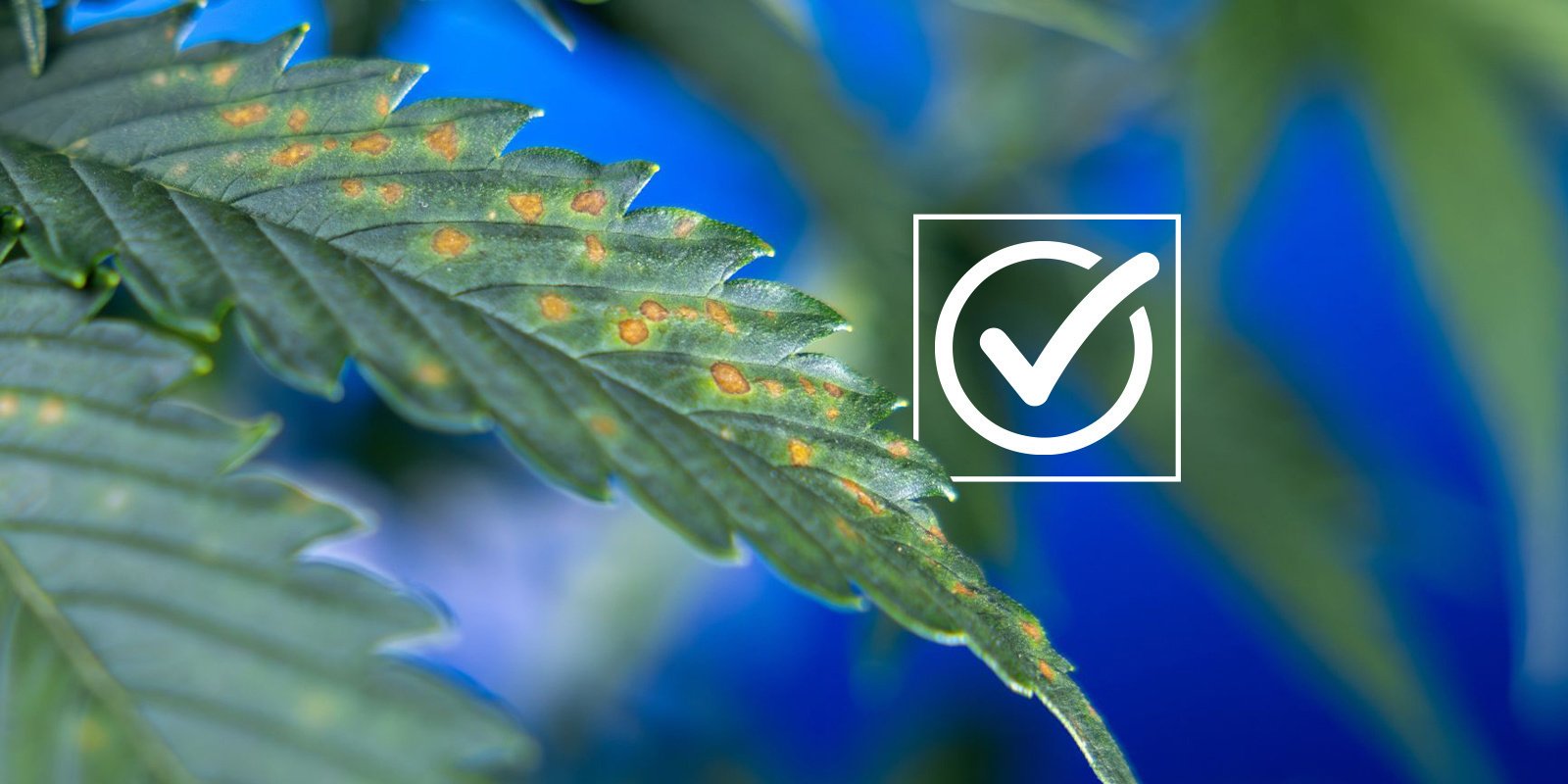 Diagnóstico: lista de verificação