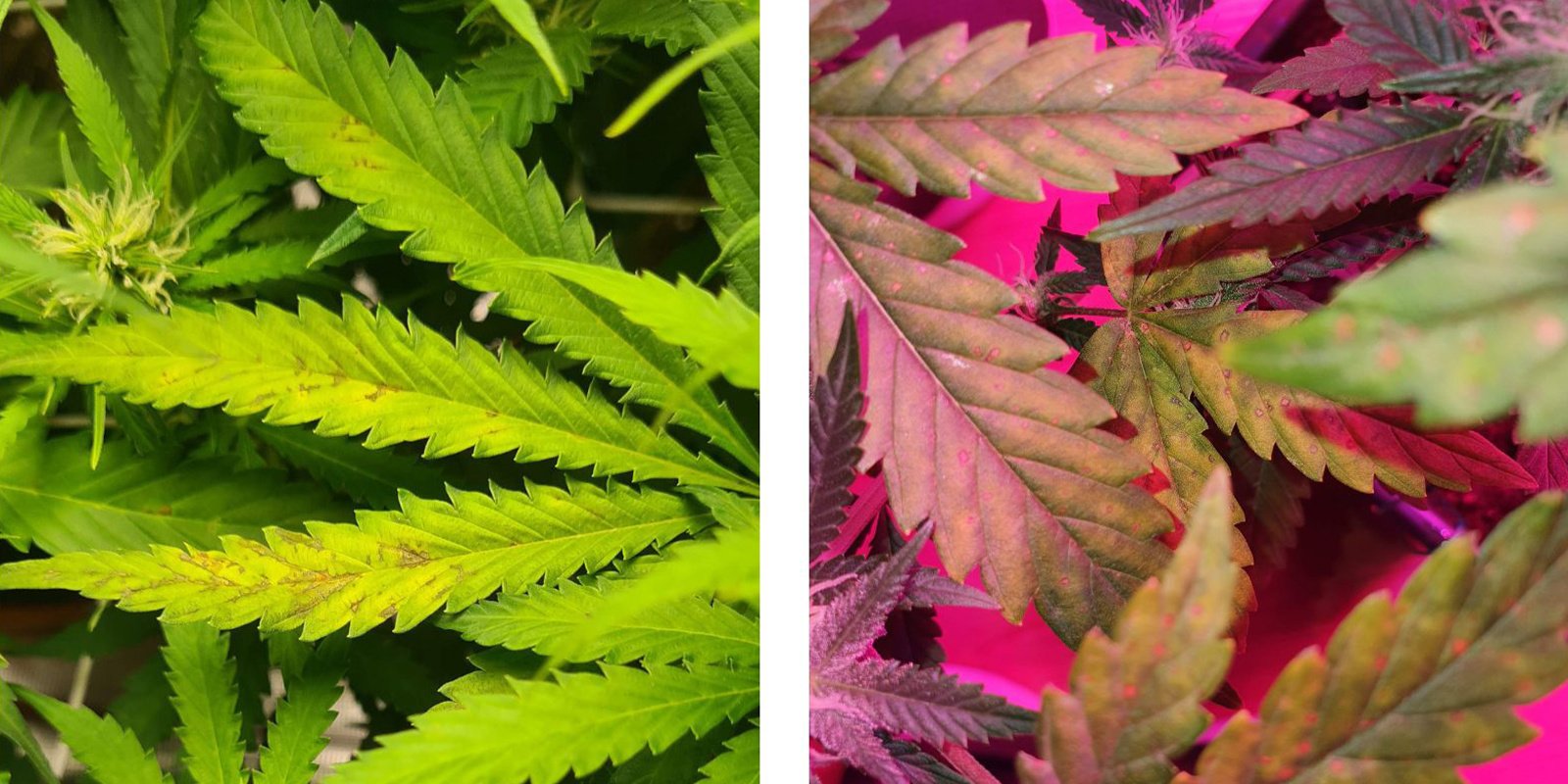 Sinais nas folhas superiores e inferiores da planta