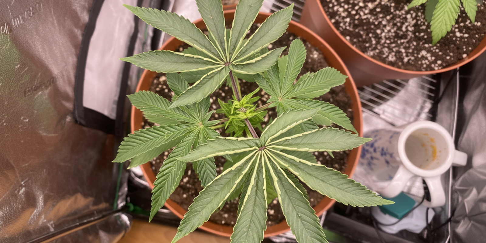 Stress t&eacute;rmico